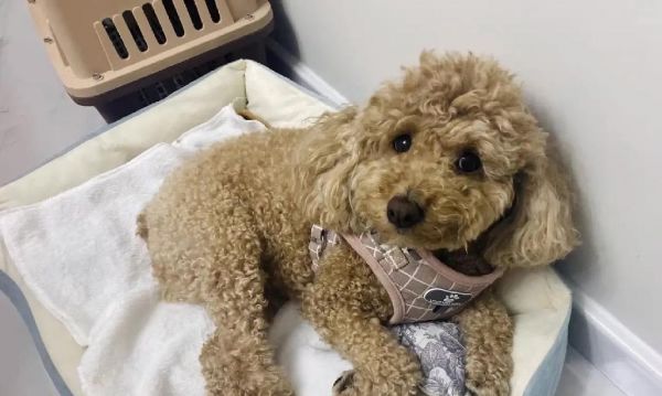 狗狗的饮食与健康（狗狗营养过剩的危害、如何科学喂养、避免过度零食赐予）