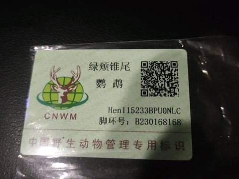 力哥鹦鹉馆·合法持证饲养 鹦鹉品种:小太阳，金太阳，吸蜜，凯克，和尚， 折衷，葵花
