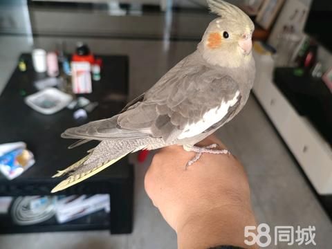 平顶山花鸟鱼虫·玄凤鹦鹉