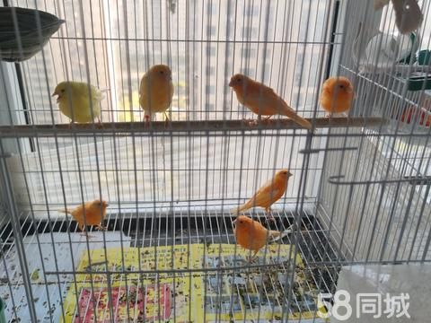 平顶山花鸟鱼虫·本人出售笼养玉鸟