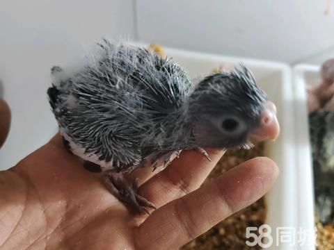 平顶山花鸟鱼虫·家庭精养玄凤鹦鹉，现半毛手养，正是亲人时候，喜欢的联系，也可以手养断奶