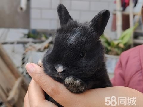 平顶山花鸟鱼虫·可爱兔兔出售
