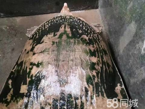 平顶山花鸟鱼虫·野生百年老鳖重十八斤多，放生祈福珍品，可遇不可求，懂得的来！