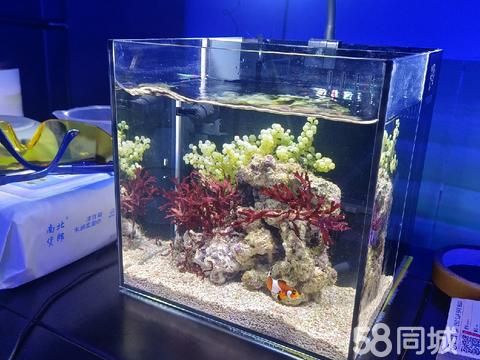平顶山花鸟鱼虫·海水小鱼缸，喜欢的可以私聊我