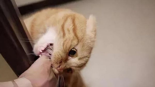 猫咪玩玩具低吼，你了解其背后的原因吗（探究猫咪玩玩具低吼的真正含义和背后的原因）