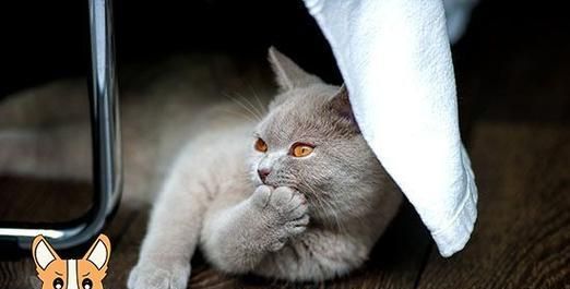 猫咪玩玩具低吼，你了解其背后的原因吗（探究猫咪玩玩具低吼的真正含义和背后的原因）