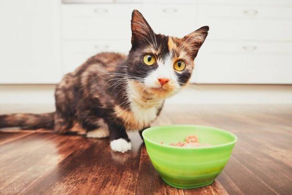 全价猫粮是什么意思？