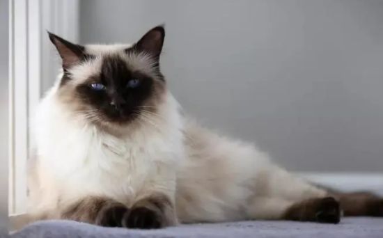 猫瘟临死前表现 注意护理可控制病情