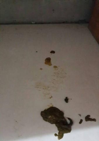 小狗拉稀的调理方法（宠物狗拉稀如何应对）