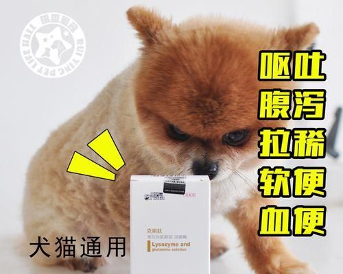 小狗拉稀的调理方法（宠物狗拉稀如何应对）