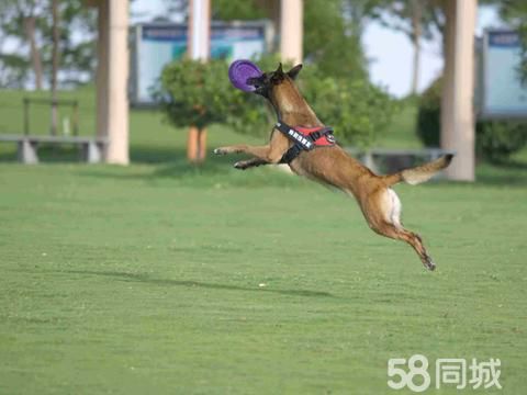 裕丰宠物训犬寄养学校· 裕丰宠物训练学校 宠物寄养假期预定中 一犬一舍 针对性纠正狗狗坏习惯