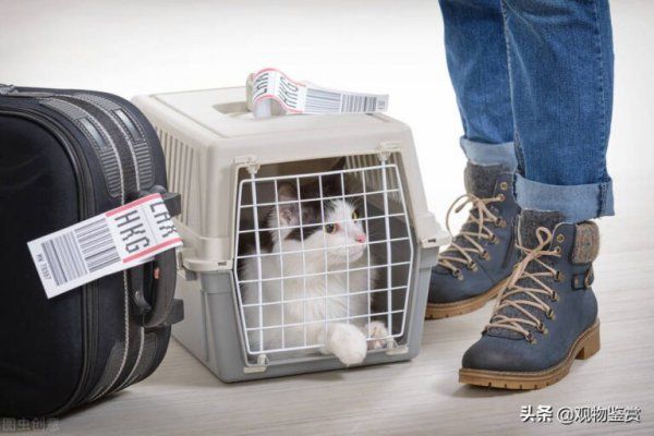 活体猫一般怎么运输