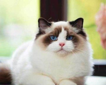 珍爱宠物，以布偶猫为主题（了解布偶猫的特点与养护知识）