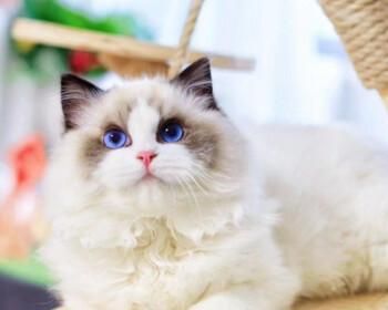 珍爱宠物，以布偶猫为主题（了解布偶猫的特点与养护知识）