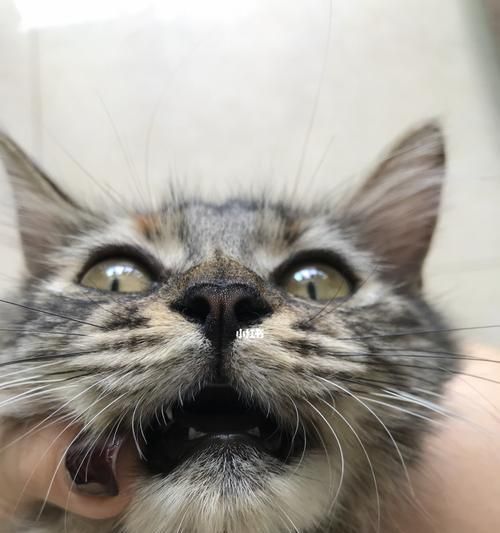 如何帮助宠物猫咪掉牙后恢复食欲（以猫咪掉牙为主题的宠物健康知识）