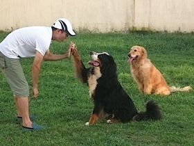 Basic Obedience Training 2
