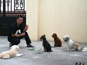 Basic Obedience Training 1