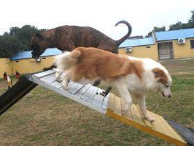 Agility Training 1