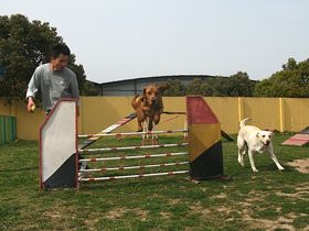 Agility Training 2