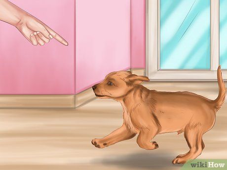Step 5 训练你的狗狗