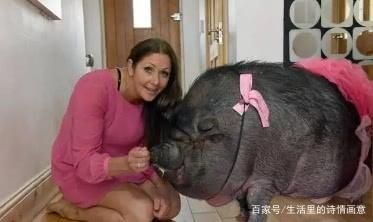 美国奇女子每天搂宠物猪睡觉，丈夫痛苦不堪，却无法反驳只能妥协