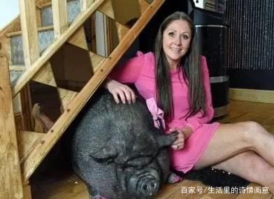 美国奇女子每天搂宠物猪睡觉，丈夫痛苦不堪，却无法反驳只能妥协