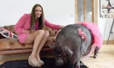 美国奇女子每天搂宠物猪睡觉，丈夫痛苦不堪，却无法反驳只能妥协