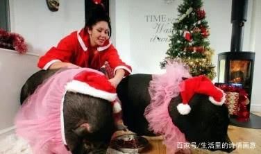 美国奇女子每天搂宠物猪睡觉，丈夫痛苦不堪，却无法反驳只能妥协
