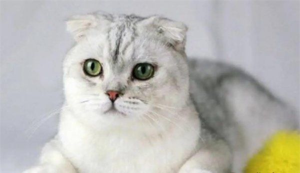 猫可以吃软骨素吗