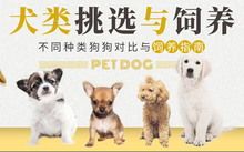养宠必备,狗狗生活好物清单!
