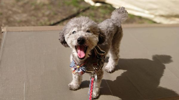 玩具贵宾犬