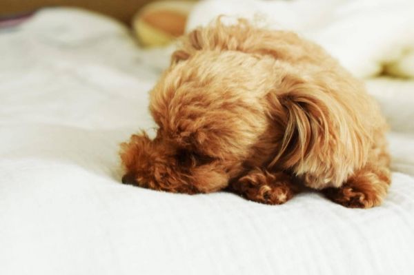 玩具贵宾犬