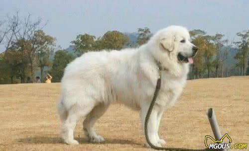 这6种著名的巨型犬，你见过几个？