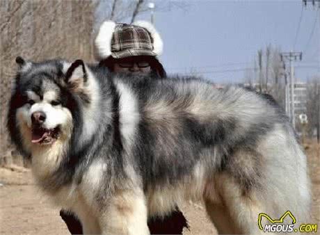 这6种著名的巨型犬，你见过几个？