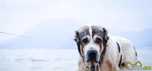 这6种著名的巨型犬，你见过几个？