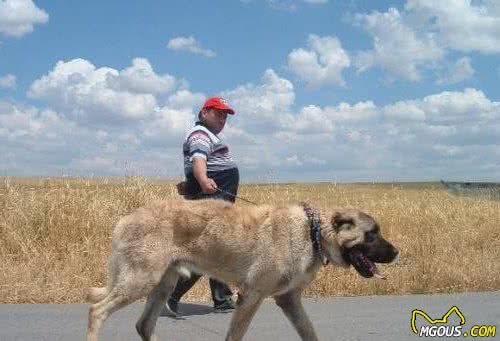 这6种著名的巨型犬，你见过几个？