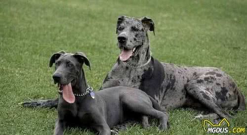 这6种著名的巨型犬，你见过几个？