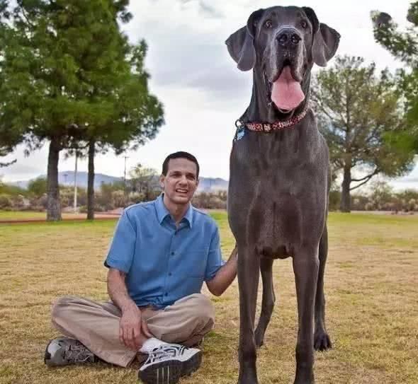 大型犬养护指南，宠物大犬必备。