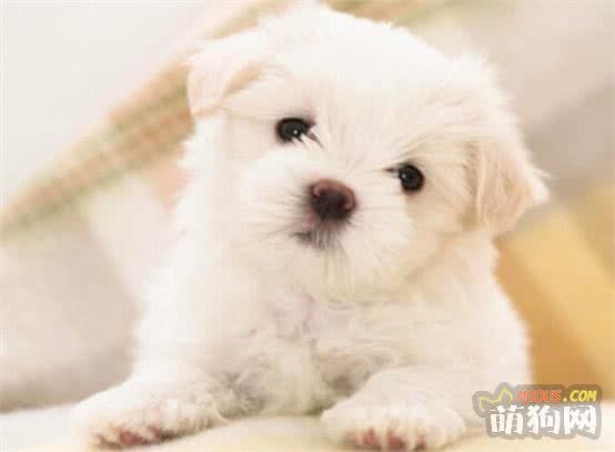 教你如何正确的选购犬只