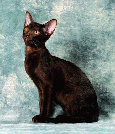 猫吃什么最有营养 多食<a href=/zhonglei/fish/ target=_blank class=infotextkey>鱼</a>类最健康