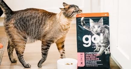 为爱宠挑选健康猫粮,月龄适宜是关键。