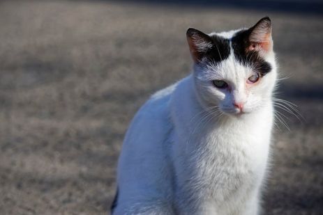 宠物猫粮选长毛猫专用，爆毛效果佳。