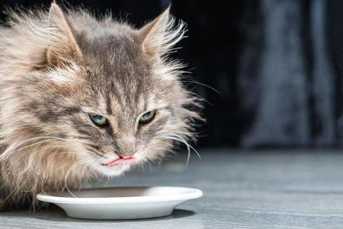 宠物猫粮选长毛猫专用,爆毛效果佳。