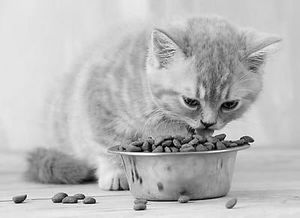 挑选宠物猫粮，健康营养是关键。