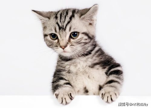 挑选宠物猫粮，健康营养是关键。