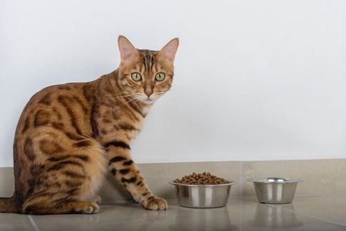 根据猫咪体重，挑选适宜猫粮。