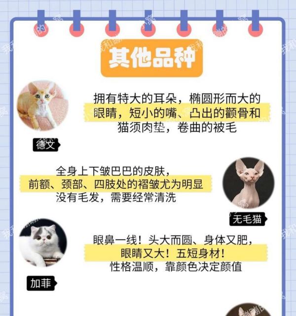 探索世界上16种独特猫品种的奇妙之旅（发现猫界的惊喜——16种独特猫品种介绍）