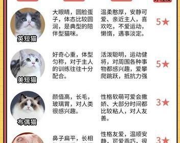 探索世界上16种独特猫品种的奇妙之旅（发现猫界的惊喜——16种独特猫品种介绍）