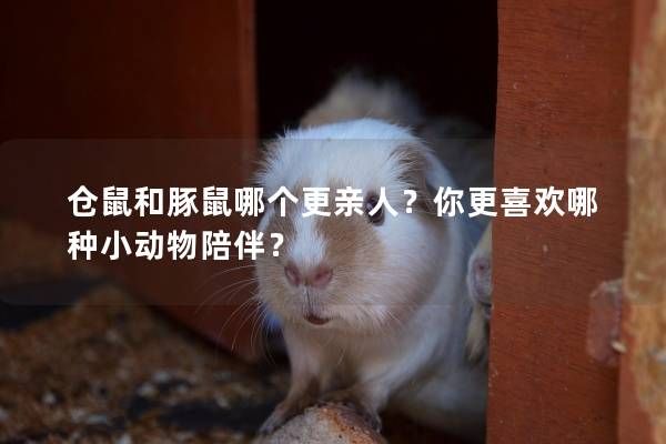 仓鼠和豚鼠哪个更亲人？你更喜欢哪种小动物陪伴？