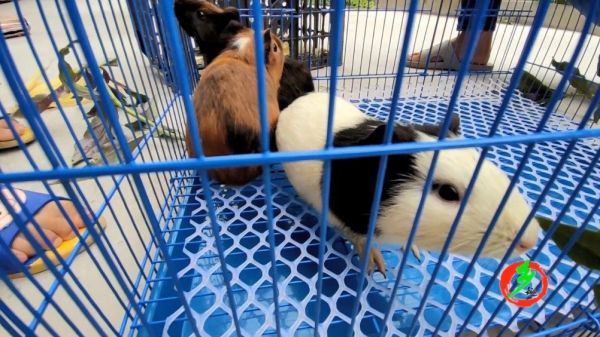俗称“荷兰猪”的豚鼠,跟仓鼠的最大区别在哪知道吗